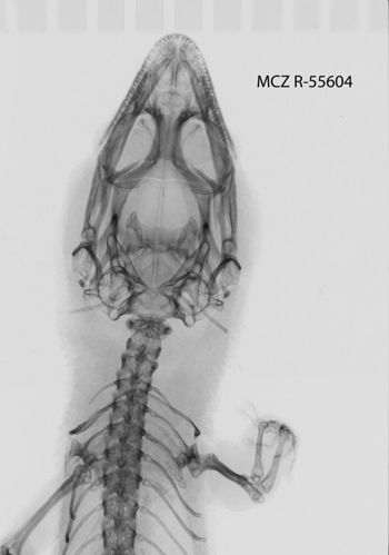 Media type: image;   Herpetology R-55604
